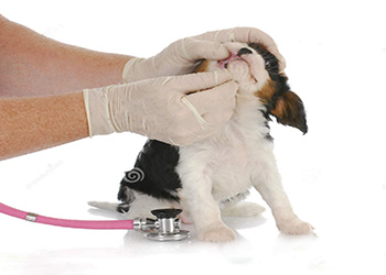 Choosing The Right Vet to Care For Your Pets